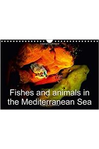 Fishes and Animals in the Mediterranean Sea / UK-Version 2017