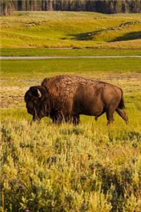 A Buffalo in Yellowstone National Park Wyoming USA Journal