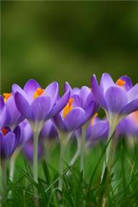 Beautiful Field of Crocus Flowers Journal