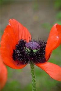 Beautiful Red Tulip in the Garden Journal