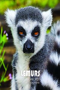 Lemurs Calendar 2020