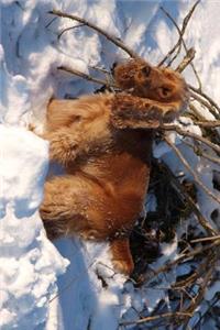 Cocker Spaniel in the Snow Journal