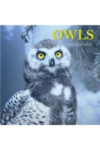 Owls Calendar 2019
