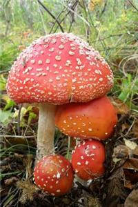 Amanita Mushrooms in the Forest Autumn Journal