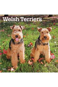 Welsh Terriers 2021 Square Btuk