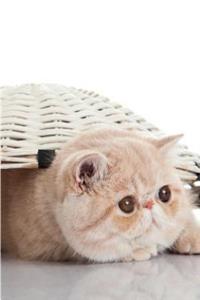 Shorthair Cat Notebook & Journal. Productivity Work Planner & Idea Notepad