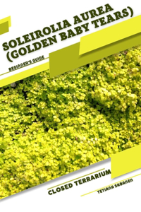 Soleirolia Aurea (Golden Baby Tears)