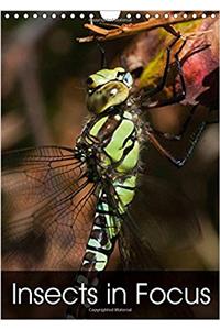 Insects in Focus 2017