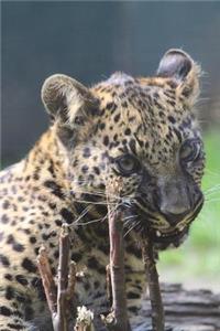 Leopard Cub Journal
