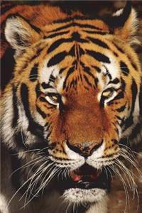 Tiger Close-Up Journal