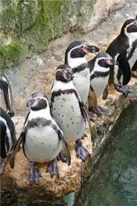 Humboldt Penguins Near the Water South America Journal