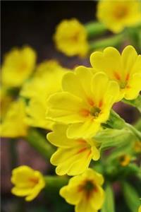 Beautiful Yellow Cowslip Flowers Journal