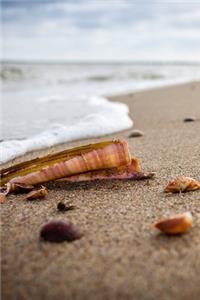 Seashells on the Beach Journal