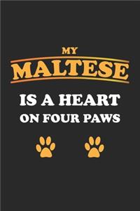 My Maltese is a heart on four paws