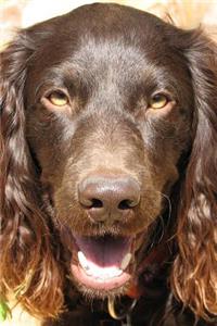 Boykin Spaniel Dog Journal