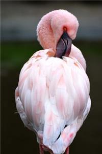 Pink Flamingo Preening Itself Journal
