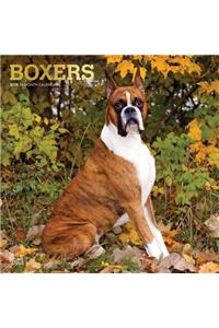 Boxers 2019 Square Foil