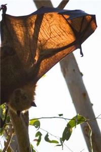 Grey Headed Flying Fox Pteropus Poliocephalus Journal