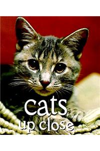 Cats Up Close