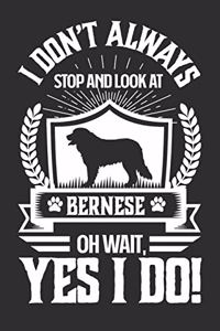 I Don't Always Stop and Look At Bernese OH Wait, Yes I Do!