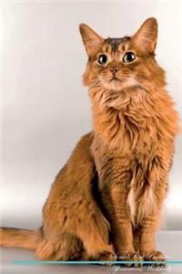 Somali Cat Affirmations Workbook Somali Cat Presents