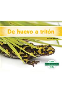 De Huevo a Tritón / Becoming a Newt