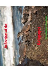 Reflections of the Galapagos