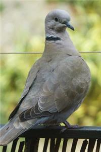 Turtledove Bird Journal
