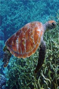 Sea Turtle