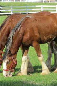 Grazing Clydesdale Horse Journal