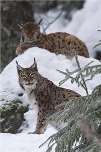 The Lynx in Winter Journal