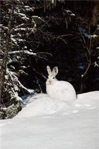 Journal Wild Rabbit In Snow