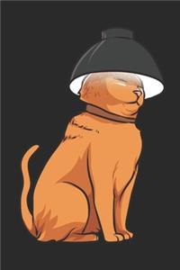 Dorime Cat Meme