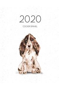 2020 Cocker Spaniel