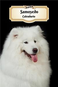 2020 Samoyedo Calendario