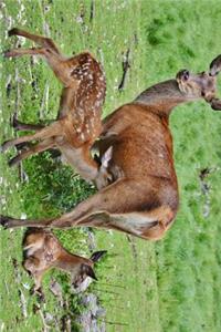 Mother Deer and Two Fawns in a Meadow Journal