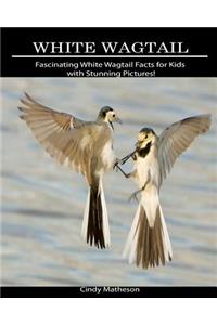 White Wagtail: Fascinating White Wagtail Facts for Kids with Stunning Pictures!