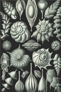 Haeckel Scientific Biological Art Notebook