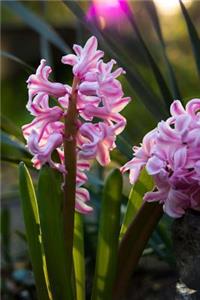 Beautiful Pink Hyacinth Flower Stalks Journal