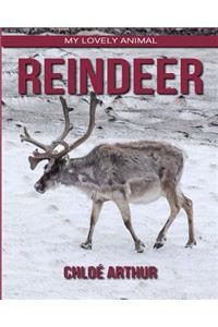 Reindeer