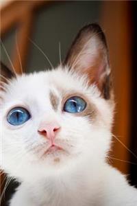 Pink Nosed Blue Eyed Kitten