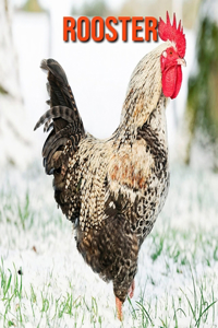 Rooster: Amazing Facts about Rooster