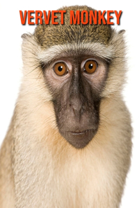 Vervet Monkey