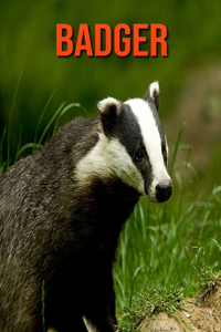 Badger