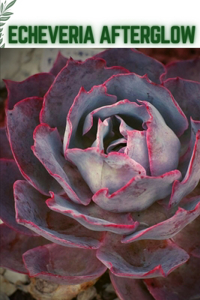 Echeveria Afterglow