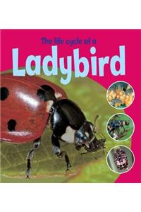 Life Cycle of a Lady Bird
