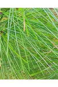 Pretty Spring Pine Needles School Composition Book