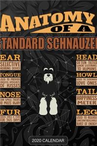 Anatomy Of A Standard Schnauzer