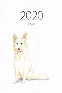 2020 Collie
