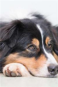 Adorable Australian Shepherd Journal
